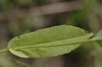 Clasping coneflower